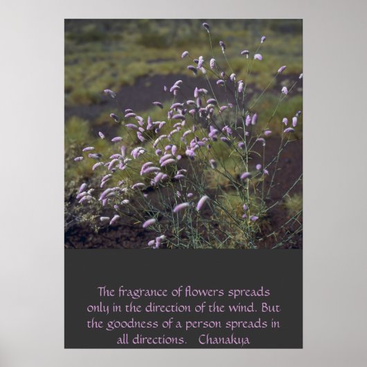Wildblumen Poster (Vorne)