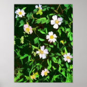 WILDBLUMEN POSTER (Vorne)