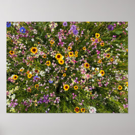 Wildblumen Poster