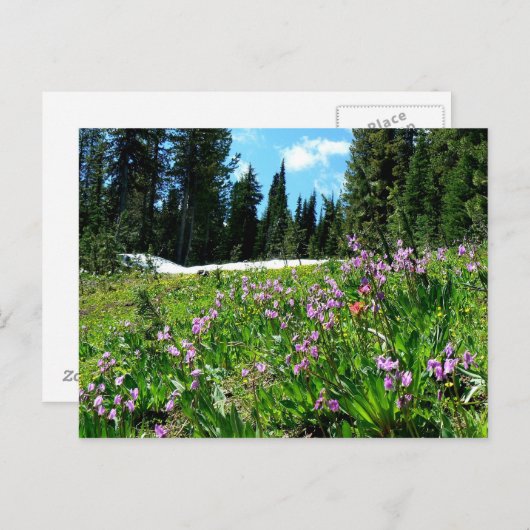 Wildblumen Postkarte (Vorne/Hinten)