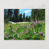 Wildblumen Postkarte (Vorderseite)