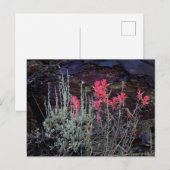 Wildblumen Postkarte (Vorne/Hinten)