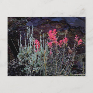 Wildblumen Postkarte