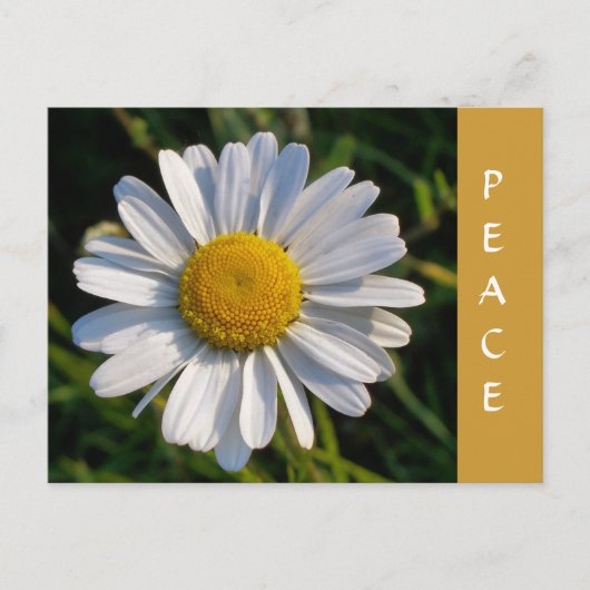 WILDBLUMEN POSTKARTE (Vorderseite)