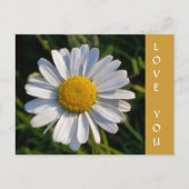 WILDBLUMEN POSTKARTE (Vorderseite)