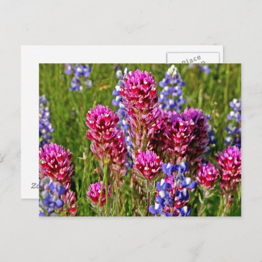 Wildblumen Postkarte (Vorne/Hinten)