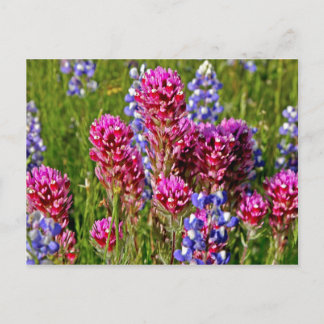 Wildblumen Postkarte