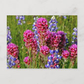 Wildblumen Postkarte (Vorderseite)