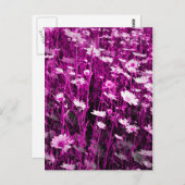 WILDBLUMEN POSTKARTE (Vorne/Hinten)