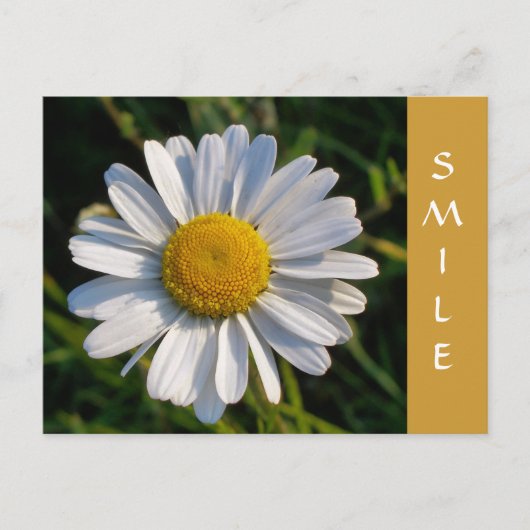 WILDBLUMEN POSTKARTE (Vorderseite)