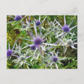 WILDBLUMEN POSTKARTE (Vorderseite)