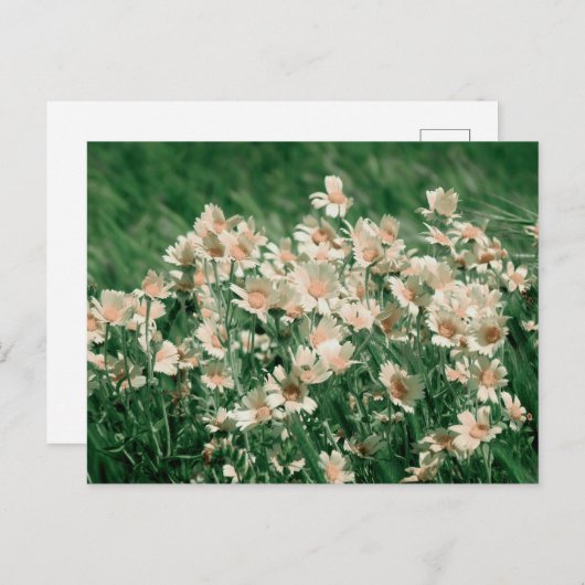 Wildblumen Postkarte (Vorne/Hinten)