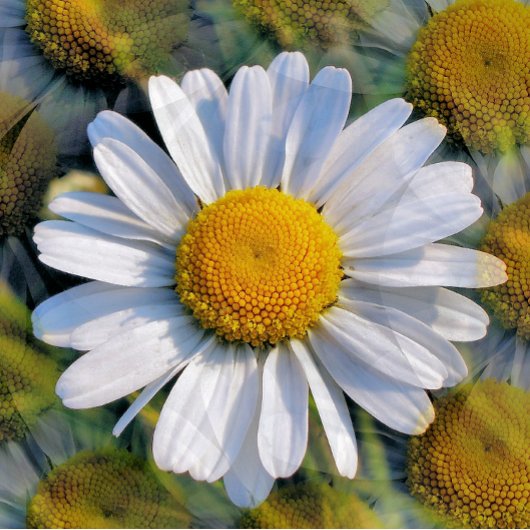 WILDBLUMEN POSTKARTE