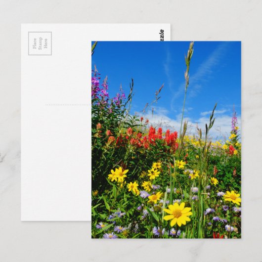 Wildblumen Postkarte (Vorne/Hinten)