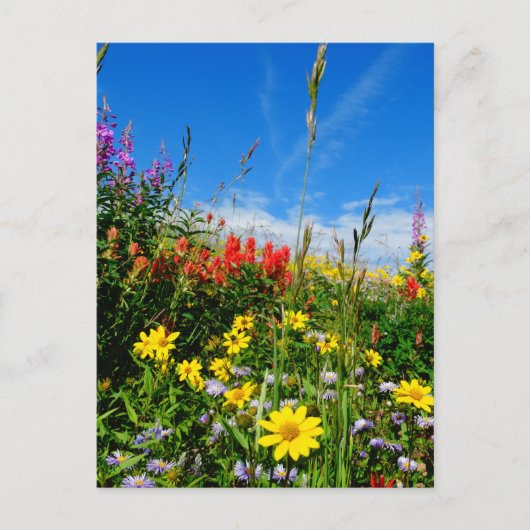 Wildblumen Postkarte (Vorderseite)