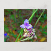 Wildblumen Postkarte (Vorderseite)