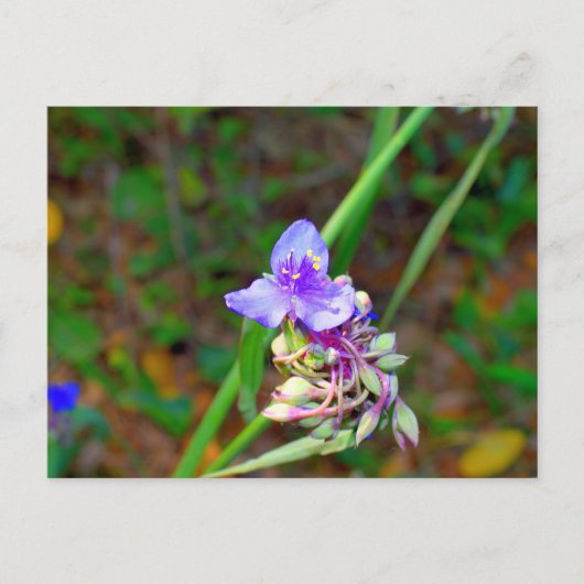 Wildblumen Postkarte (Vorderseite)