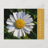 WILDBLUMEN POSTKARTE (Vorderseite)