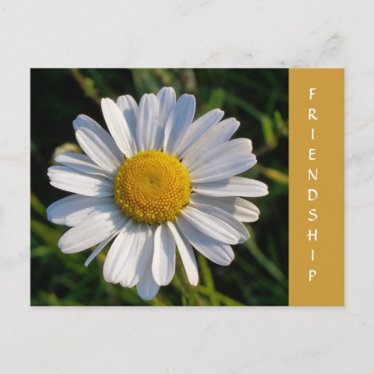 WILDBLUMEN POSTKARTE (Vorderseite)