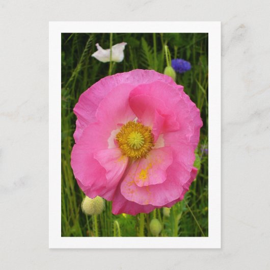 Wildblumen Postkarte (Vorderseite)