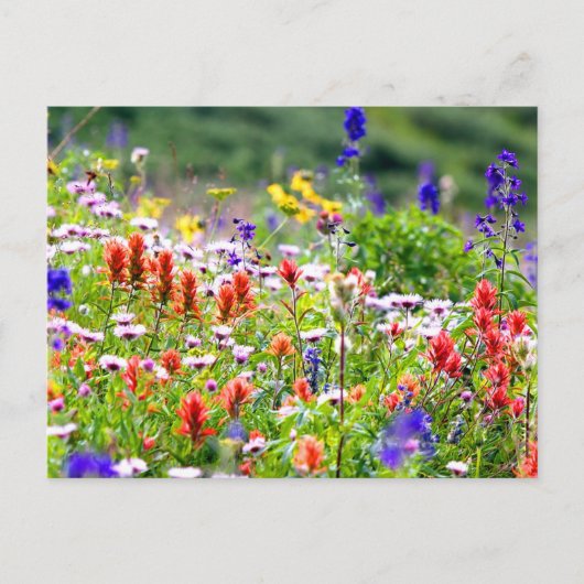 Wildblumen Postkarte (Vorderseite)