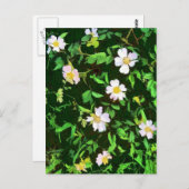WILDBLUMEN POSTKARTE (Vorne/Hinten)