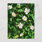 WILDBLUMEN POSTKARTE (Vorderseite)