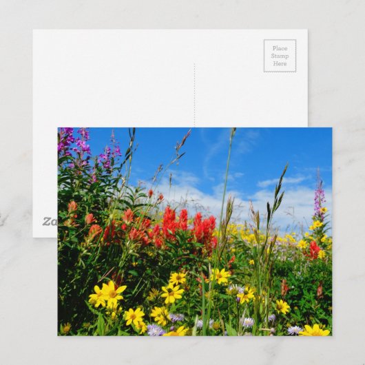 Wildblumen Postkarte (Vorne/Hinten)