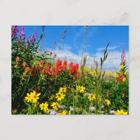 Wildblumen Postkarte (Vorderseite)