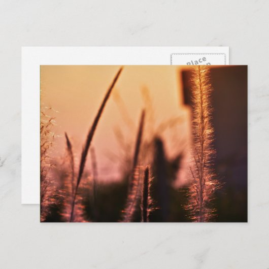 Wildblumen - Postkarten (Vorne/Hinten)