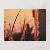 Wildblumen - Postkarten (Vorderseite)