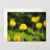 Wildblumen Postkarten (Vorne/Hinten)