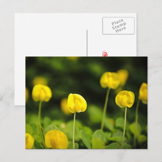 Wildblumen Postkarten (Vorne/Hinten)