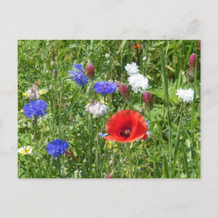 Wildblumen: Red White Blue DIY Postcard Postkarte