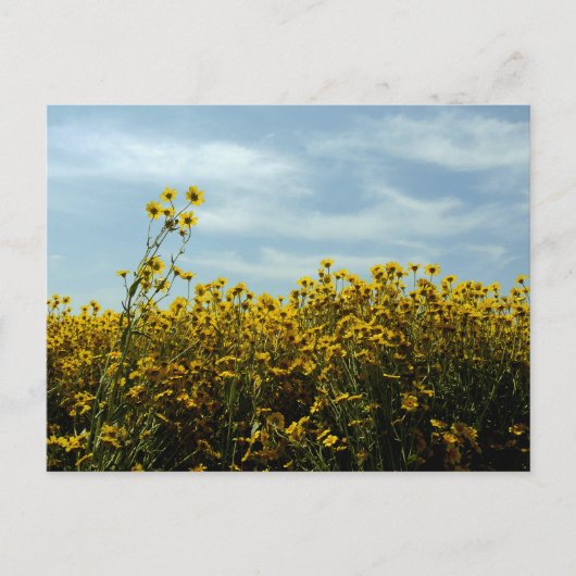 Wildblumen Sonnenblume Postkarte (Vorderseite)