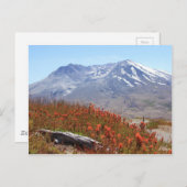 Wildblumen St. Helens Postkarte (Vorne/Hinten)