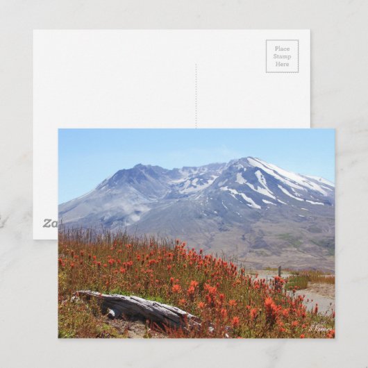 Wildblumen St. Helens Postkarte (Vorne/Hinten)