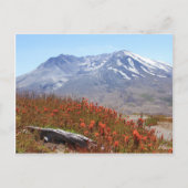 Wildblumen St. Helens Postkarte (Vorderseite)