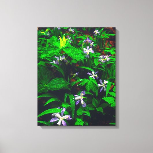 Wildblumen Trillium und Iris Leinwanddruck (Vorderseite)