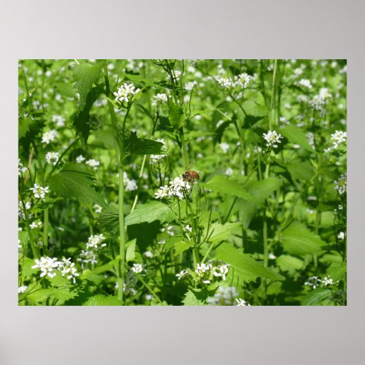 Wildblumen und eine Biene Poster (Vorne)