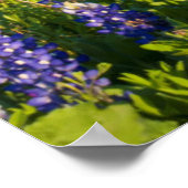 Wildblumen und Windmühle im Land Texas Hill Poster (Ecke)