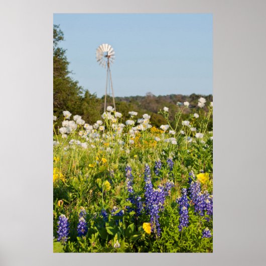 Wildblumen und Windmühle im Land Texas Hill Poster (Vorne)