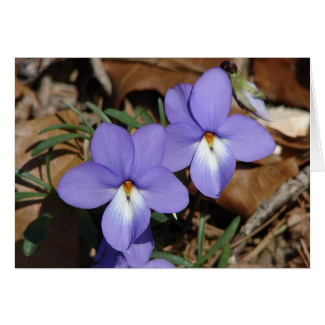 Wildblumen Vögel-Foot Violet III Geschenke und Bek (Vorderseite (Horizontal))