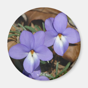 Wildblumen Vögel-Foot Violet III Geschenke und Bek Magnet
