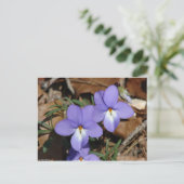 Wildblumen Vögel-Foot Violet III Geschenke und Bek Postkarte (Stehend Vorderseite)