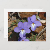 Wildblumen Vögel-Foot Violet III Geschenke und Bek Postkarte (Vorne/Hinten)