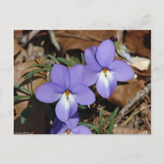 Wildblumen Vögel-Foot Violet III Geschenke und Bek Postkarte (Vorderseite)