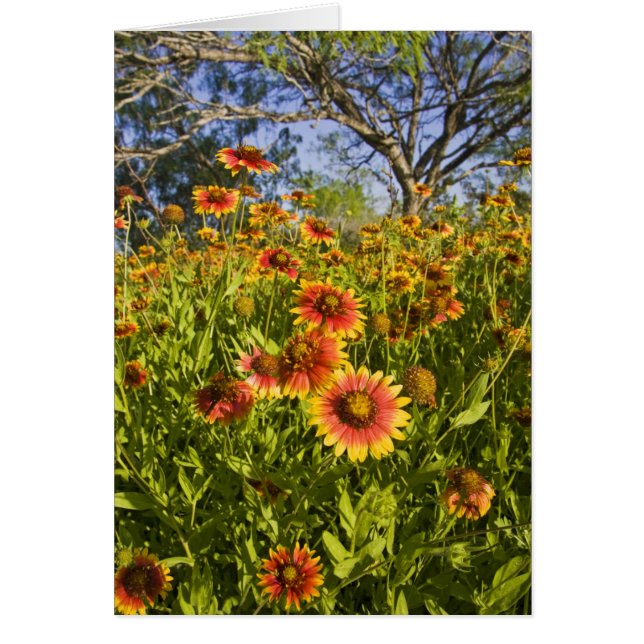 Wildblumen von Firewheels Gaillardia pulchella (Vorne)