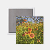 Wildblumen von Firewheels Gaillardia pulchella Magnet (Vorderseite/Rückseite)