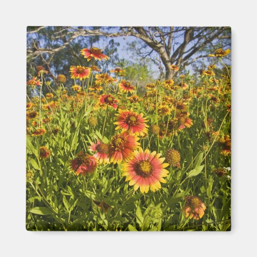 Wildblumen von Firewheels Gaillardia pulchella Magnet (Vorne)